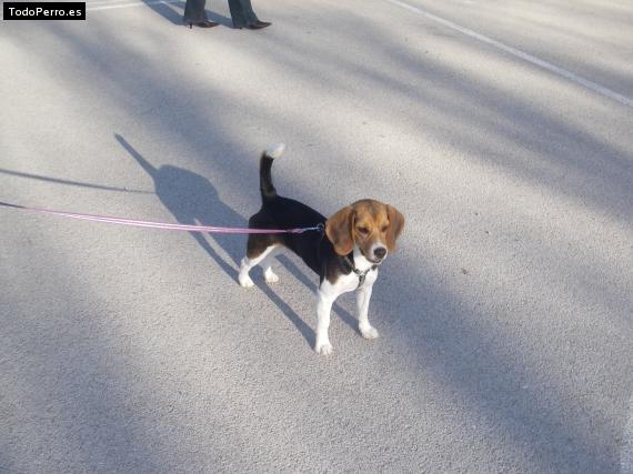 La foto del perro