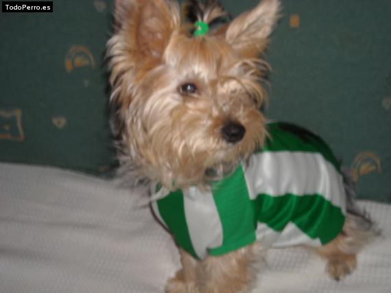 La foto del perro