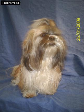 Foto del perro Homer