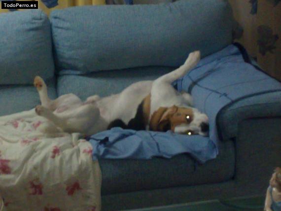 La foto del perro
