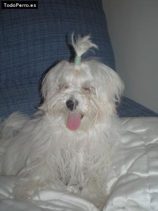La foto del perro