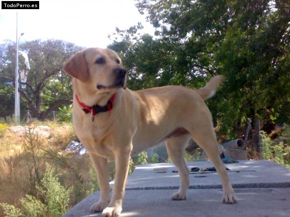 La foto del perro