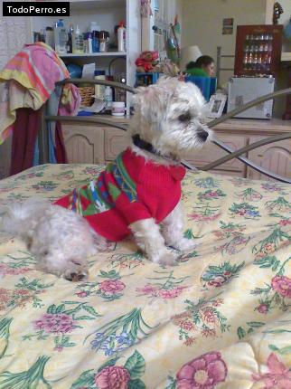 La foto del perro