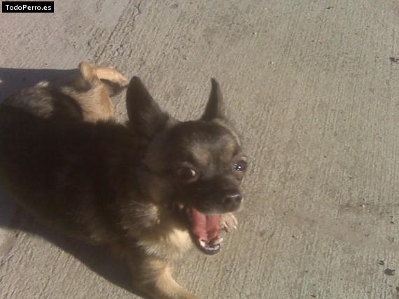 La foto del perro