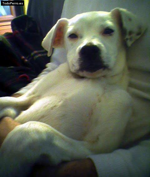 Foto del perro Muka