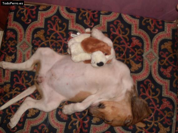 La foto del perro