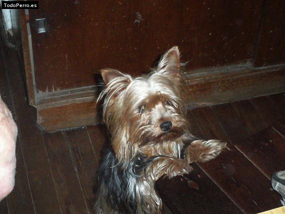 La foto del perro