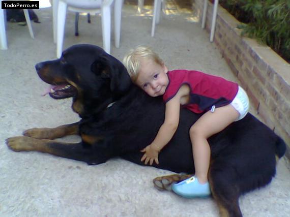 La foto del perro