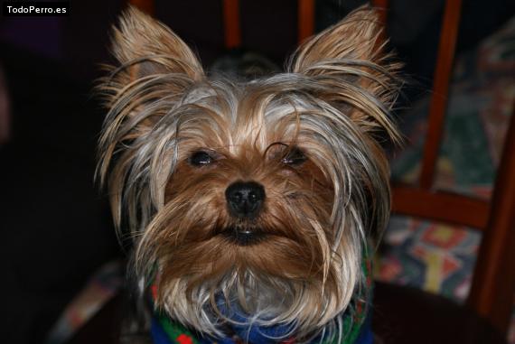 La foto del perro
