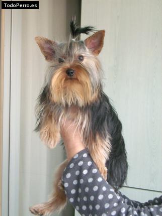La foto del perro