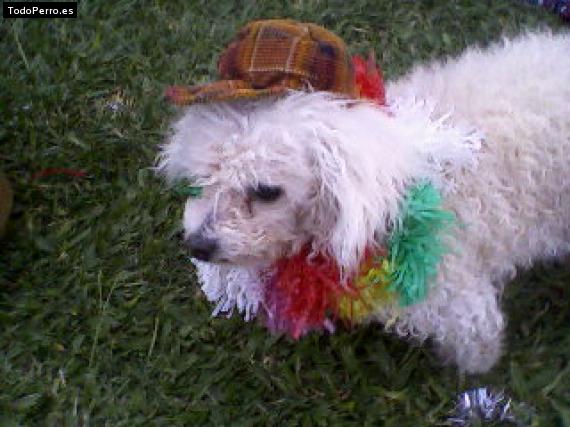 La foto del perro