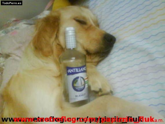 La foto del perro