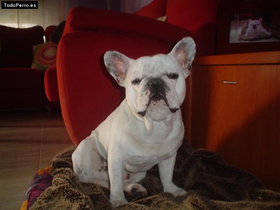 La foto del perro