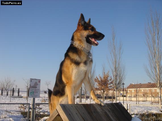 La foto del perro