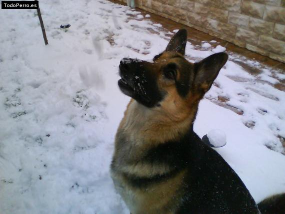 La foto del perro