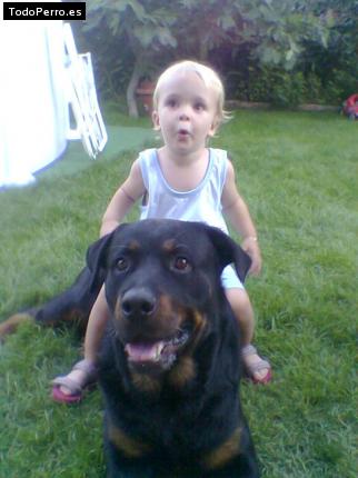 La foto del perro