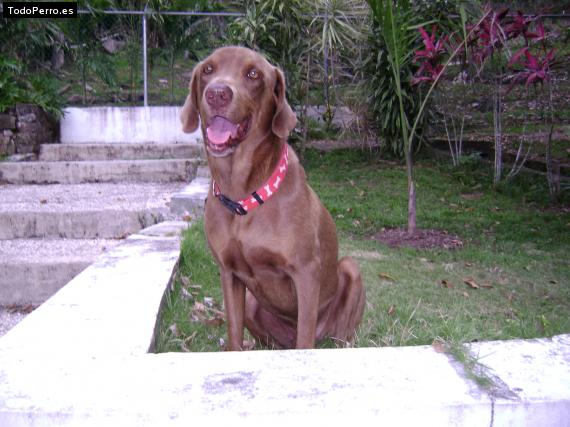 La foto del perro