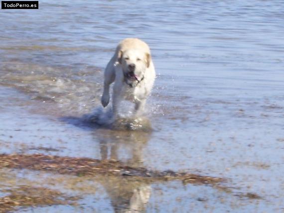La foto del perro