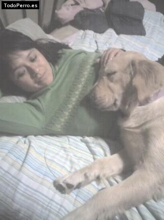 La foto del perro