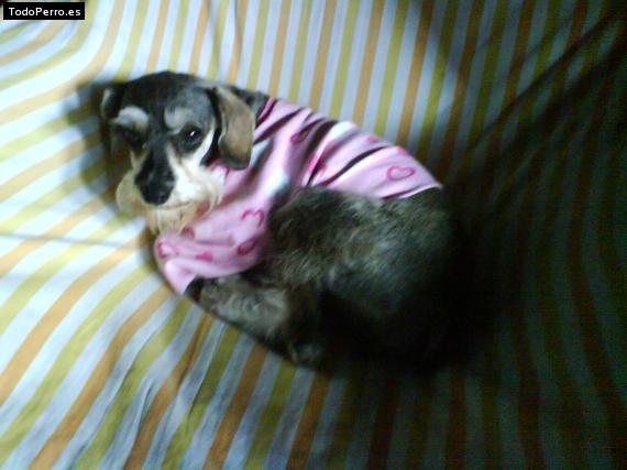 La foto del perro
