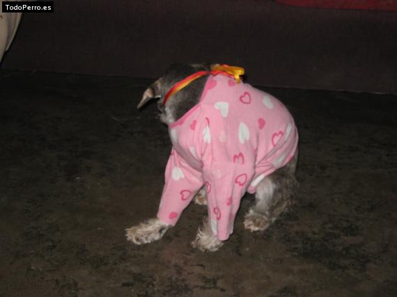 La foto del perro