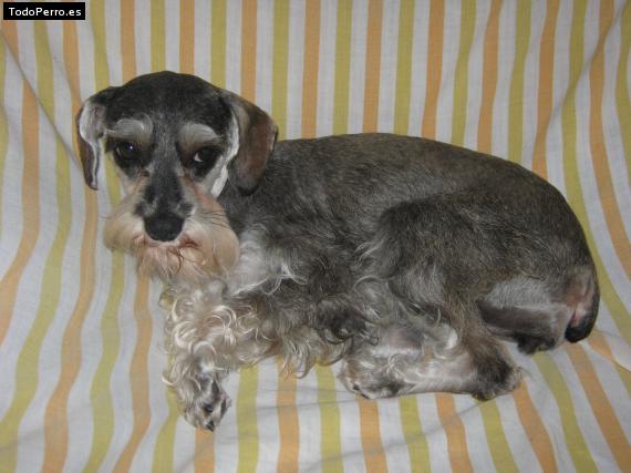 La foto del perro