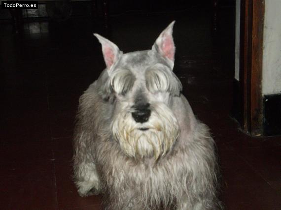 La foto del perro