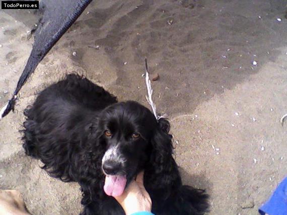 La foto del perro