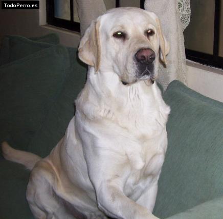 La foto del perro