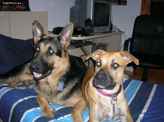 La foto del perro