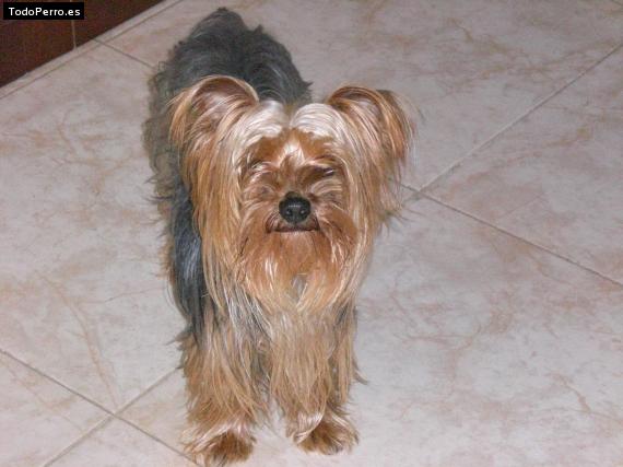 La foto del perro