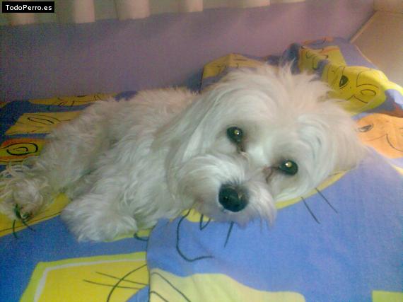 La foto del perro