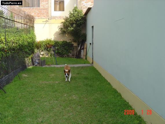 La foto del perro