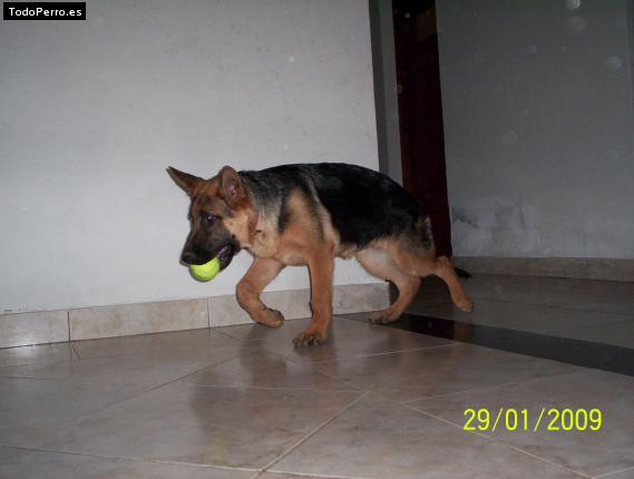 La foto del perro