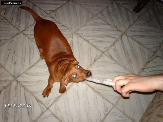 La foto del perro