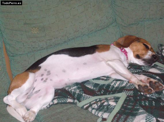 La foto del perro