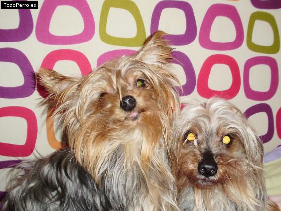 La foto del perro