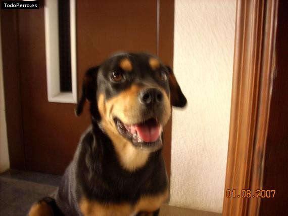 La foto del perro