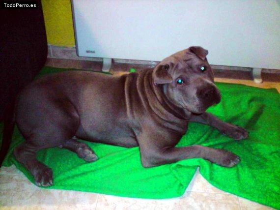 La foto del perro