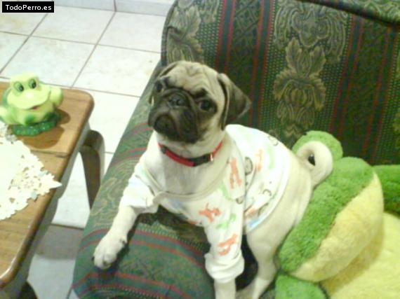 La foto del perro