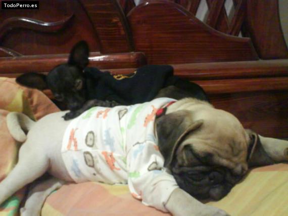 La foto del perro
