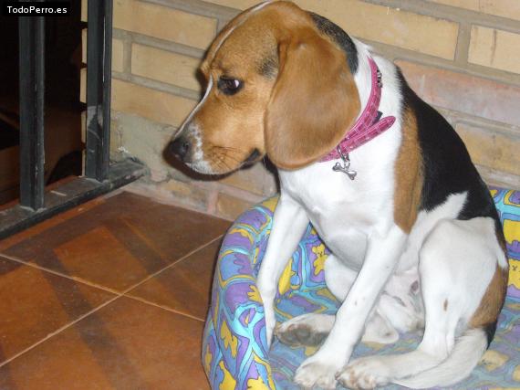 La foto del perro