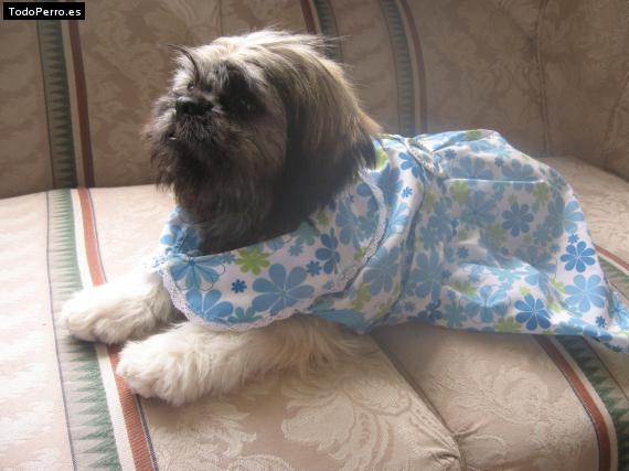 La foto del perro