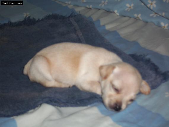 Foto del perro Lala