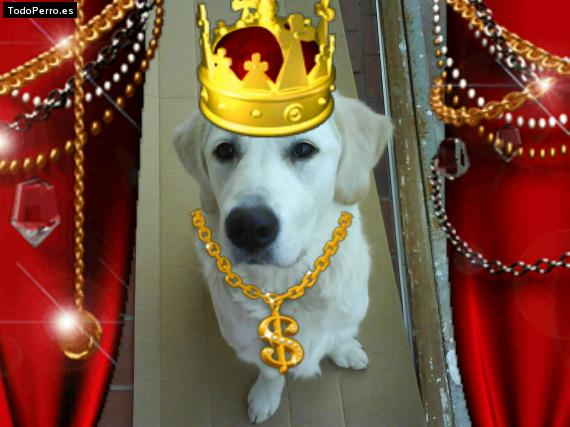 La foto del perro