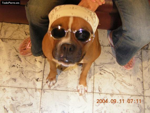 La foto del perro