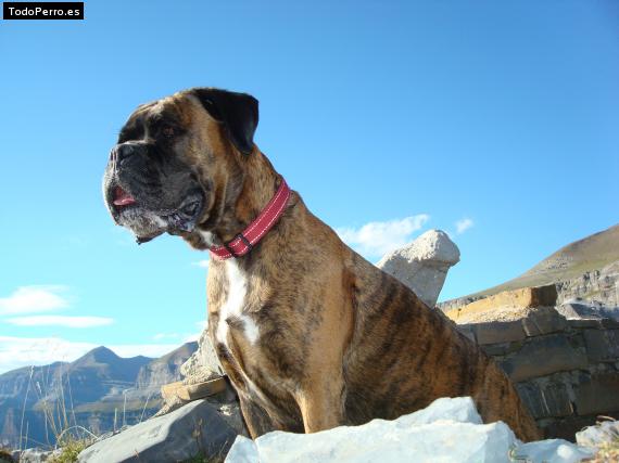 La foto del perro