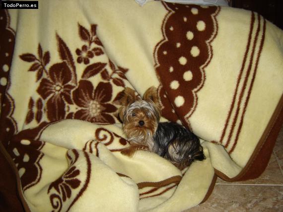 La foto del perro