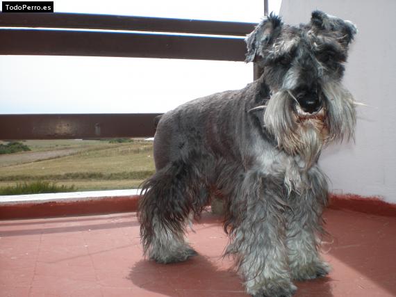 La foto del perro