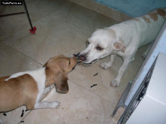 La foto del perro